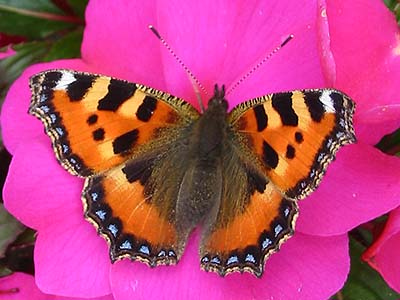 Small hotsell Tortoiseshell Butterfly